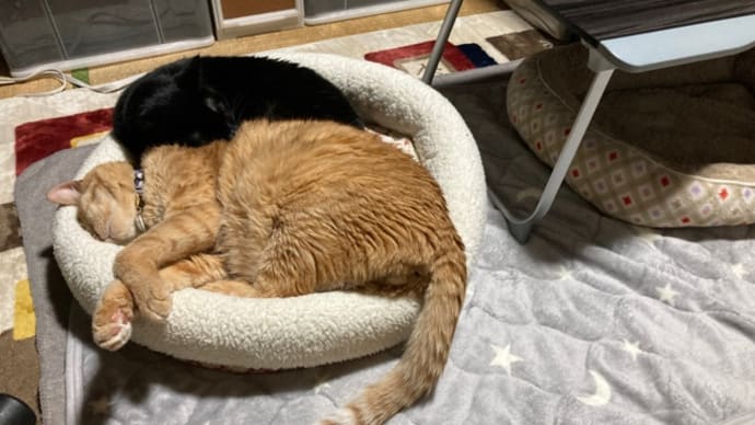 猫こたつをしまったら…