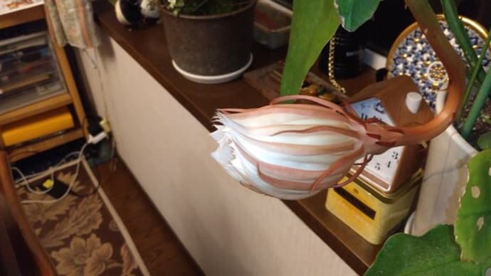 月下美人 ただ一度だけ逢いたくて