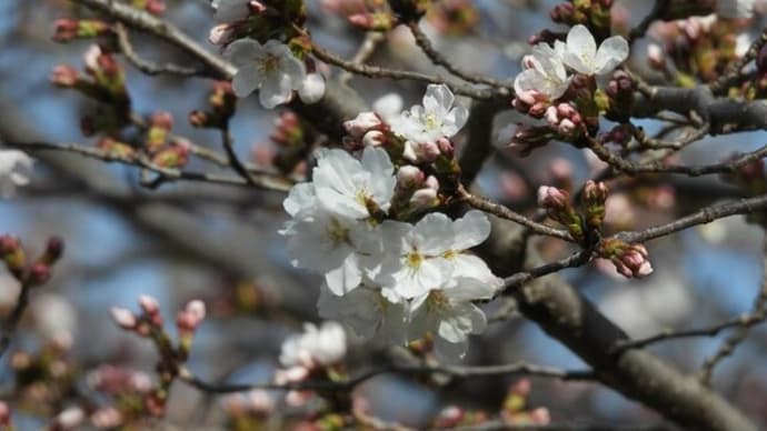 公園で春の花を堪能　染井吉野も咲き始めました