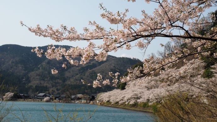 海津大崎の桜 2025