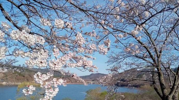 飯舘村　はやま湖の桜