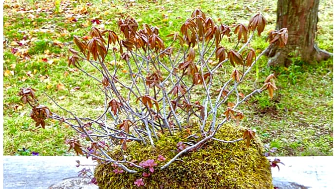 高山植物の石附エゾイソツツジは北側の土中に埋めて越冬させる