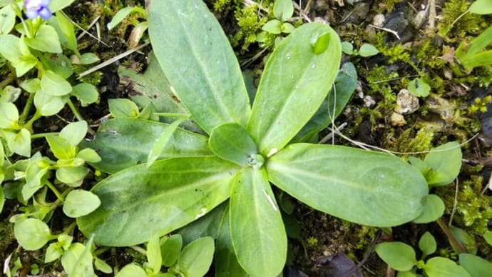 ウラジロチチコグサ：小さい芽