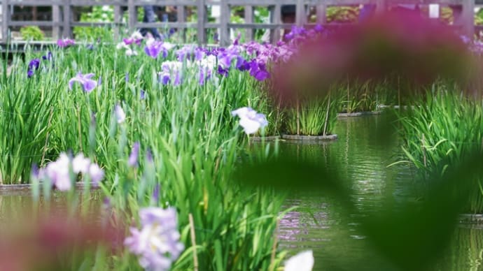 紫陽花と花菖蒲