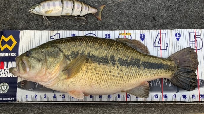 225/3/15. 釣果