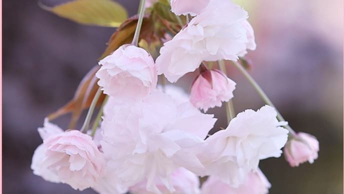 2023桜便り12(造幣局桜の通り抜け)