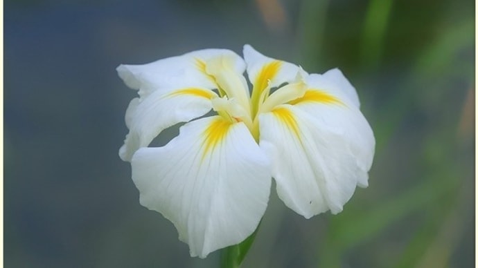 大阪 花菖蒲2