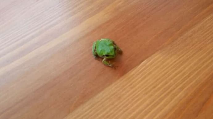 けろ吉🐸