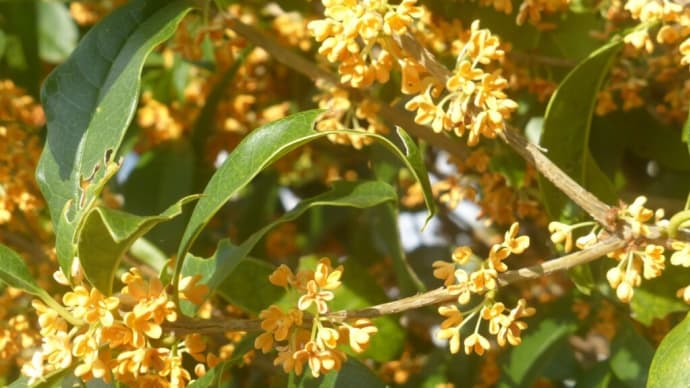 キンモクセイの花が咲き