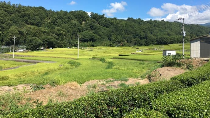 お茶のある風景は変わりました!