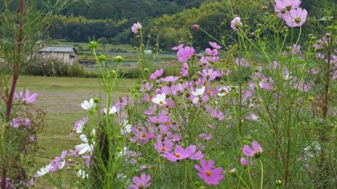 まち歩き (嵯峨野)