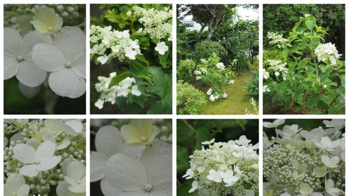 「糊空木の花が咲きました」 MY GARDEN 2023.07.07日撮影