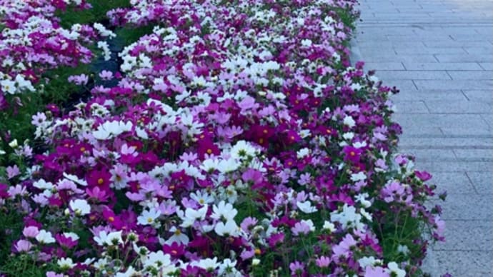 【秋を楽しむ】天神中央公園のコスモスと旧福岡県公会堂貴賓館での花イベント