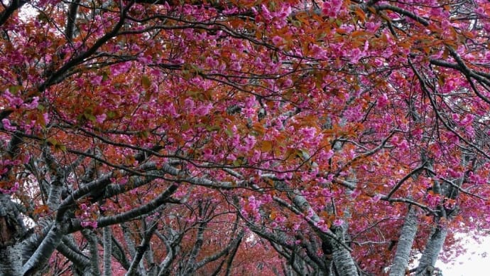 「石崎地主海神社②」2023思い出桜