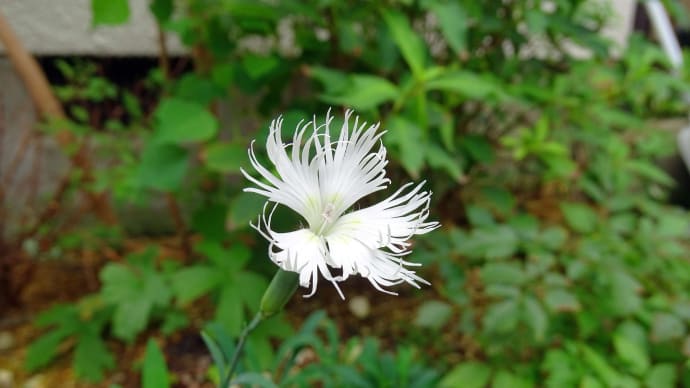 咲き切ることに執着する花たちのこと