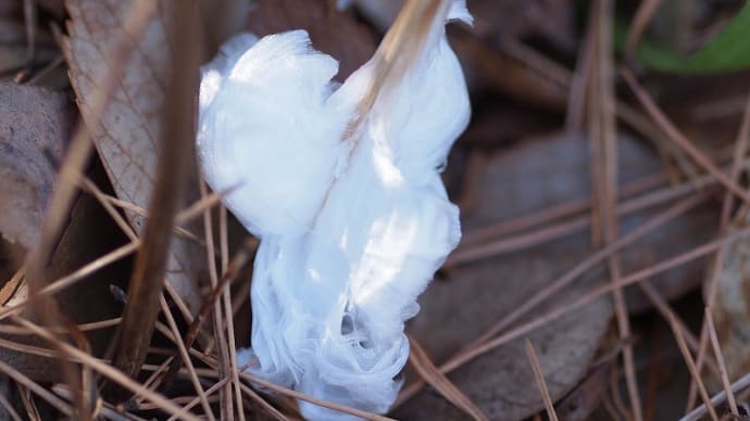 冬の氷の華