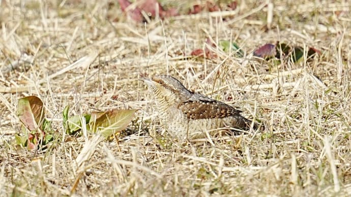 2023年師走の⑤ 最後まで野鳥撮影三昧