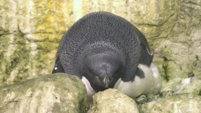 もちもちハラのペンギン