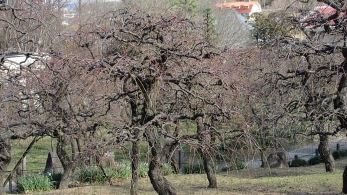 楽書き雑記「名古屋市農業センターのしだれ梅の開花状況」