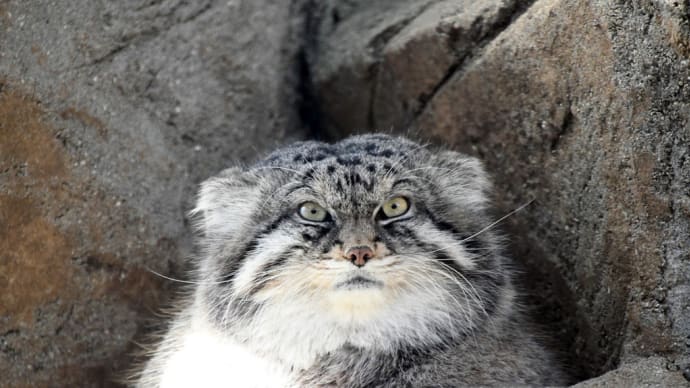 ご近所のマヌルネコさん レッサーパンダさん アムールトラさん ジャガーさん