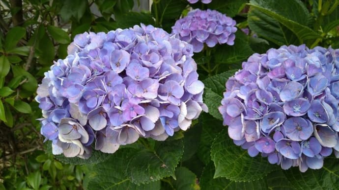 草花を見ましょうね