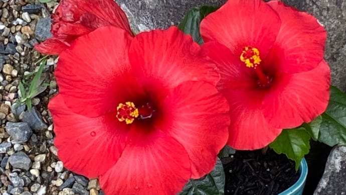 花のようにひたむきに