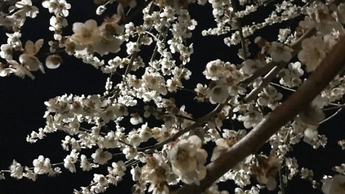 夜の散歩