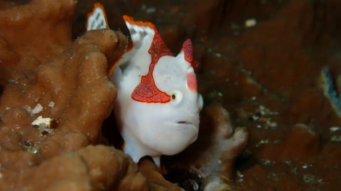 海からのお便り(^^)/
