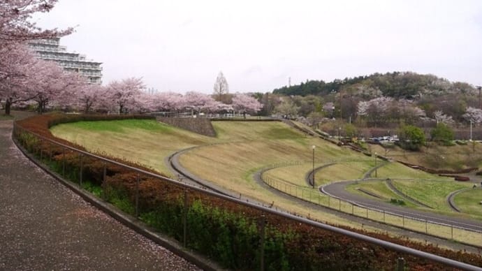 小川沿いの桜