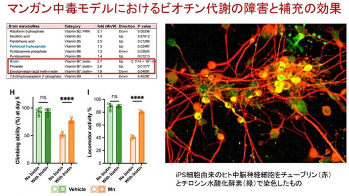 マンガン中毒に伴うパーキンソニズムにビオチンが神経保護効果をもつ