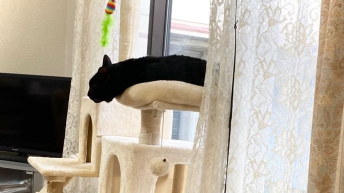 トノがタワーで見張ってる　セリア黒猫グッズ