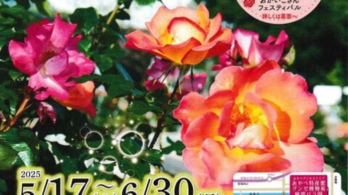 2025 綾部　春のバラまつり　赤い薔薇と黒猫