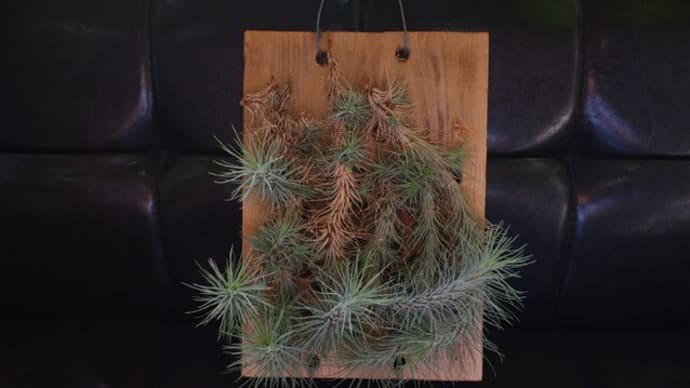 植替え?