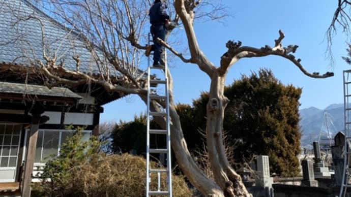 小回りの効く庭翔