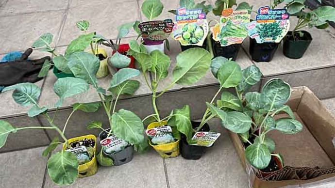 秋冬野菜セット③! プランター植え込み作業!