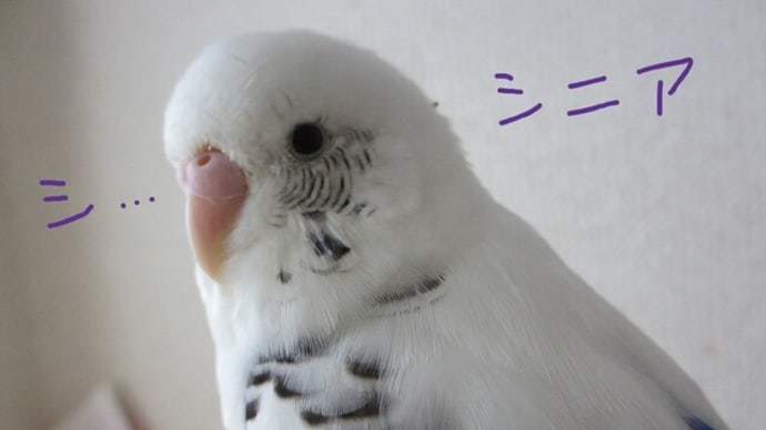 認めたくないけど