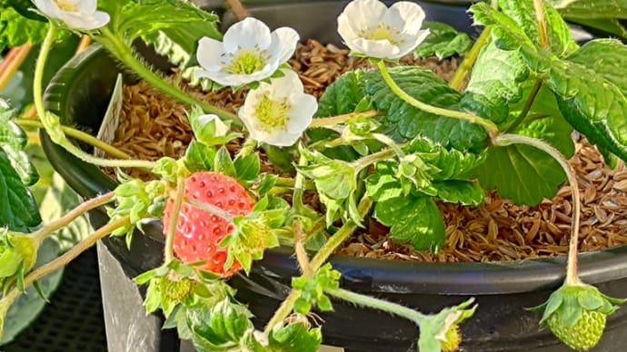 🚿今日の菜園👀🍓春が来た!(^.^そんな訳はないですが💬