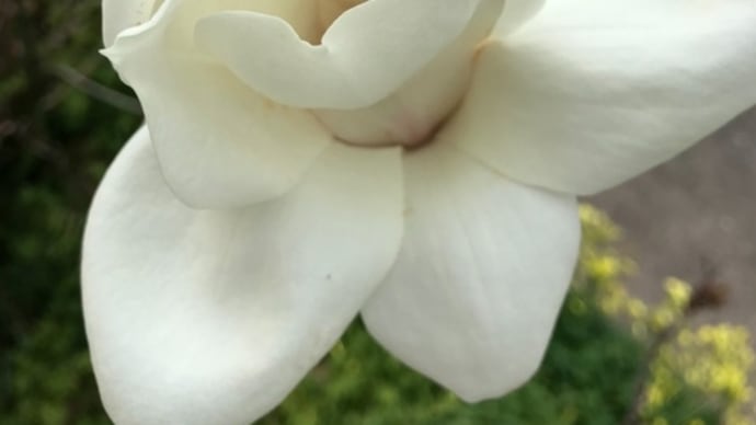 白モクレンの花