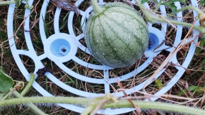 ミニスイカ🍉梅雨明け同時に受粉🎶