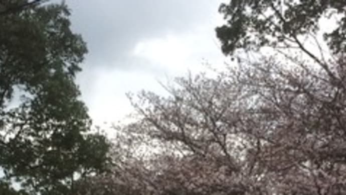 桜が見頃です！！