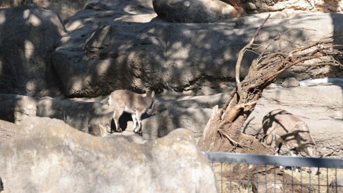 金沢動物園 味噌仕立てしゃぶ肉うどん 2人前ミールキット 株式会社千成亭風土