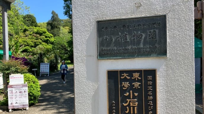 「小石川植物園」に行く