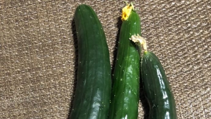 初物2