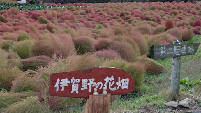 「伊賀野の花畑」でコキア観賞!