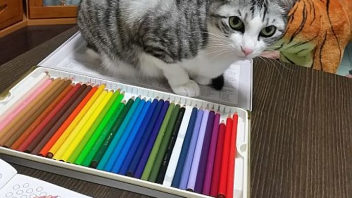 ふくちゃんの毛づくろい