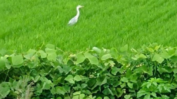 夏の風景2024/白鷺の田渡り