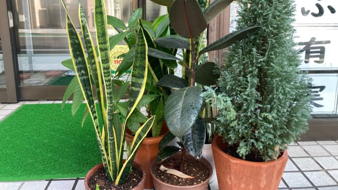 100円ショップの観葉植物