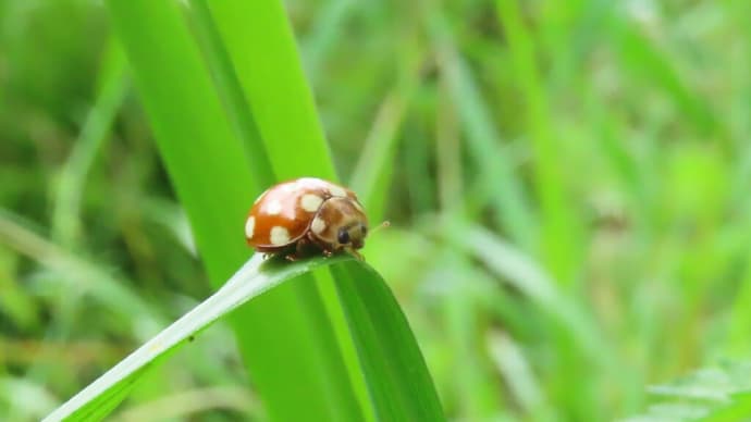 ちっちゃな翅の可愛い子たち☘️