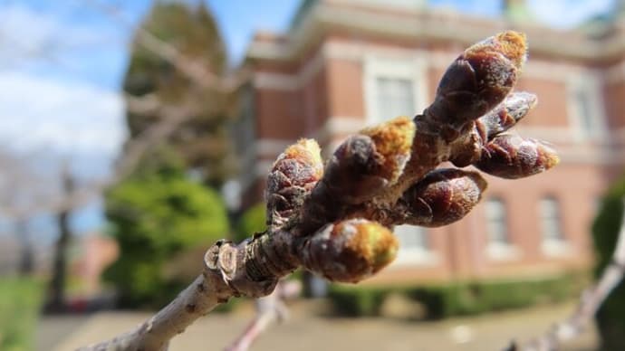 変わってきた桜の蕾の色