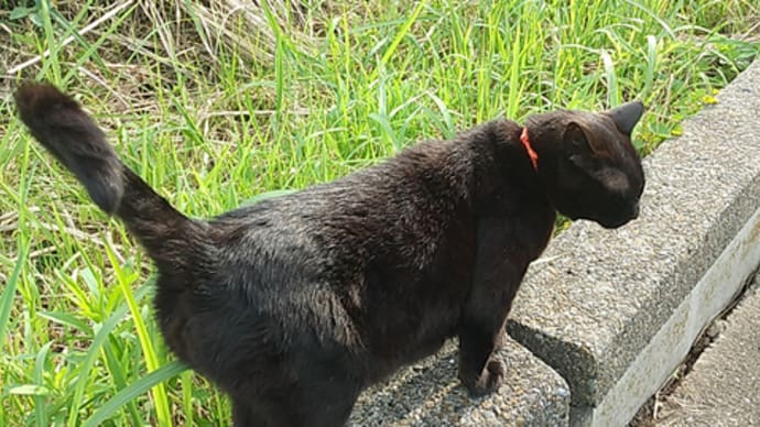 黒猫と姫檜扇水仙。
